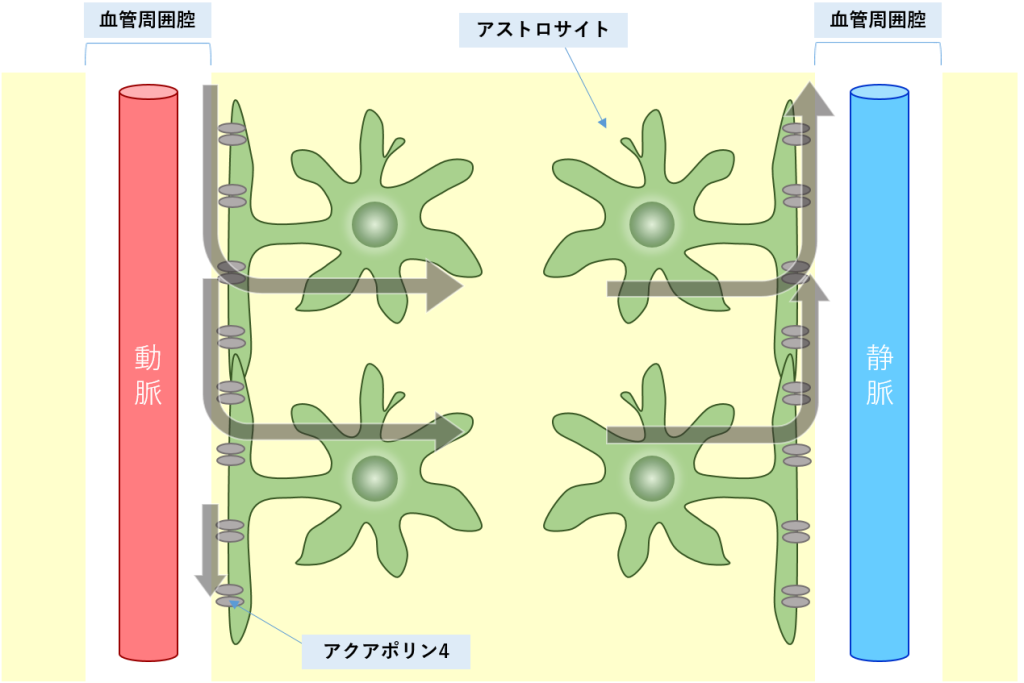 Glymphatic system、アストロサイト、アクアポリン4、AQP4、血管周囲腔